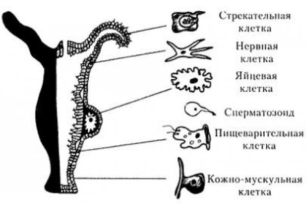 Кракен сайт бошки