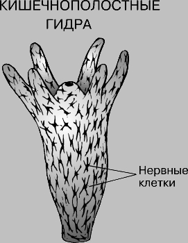 Войти в кракен